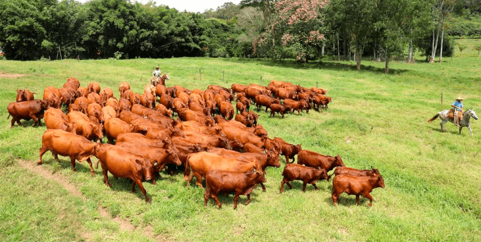 Acasalamento: ½ Sangue Taurino x Touro Bonsmara